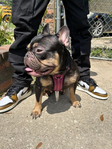 Adult Female Frenchie