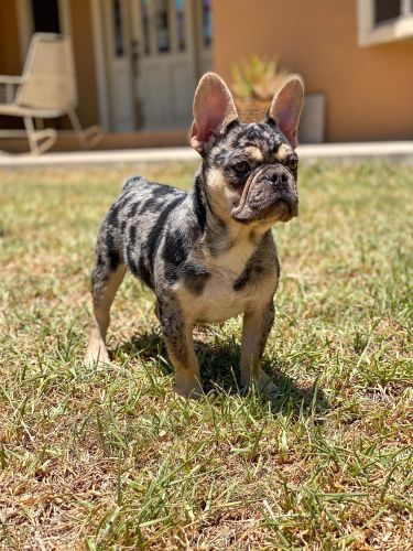Male Merle French Bulldog
