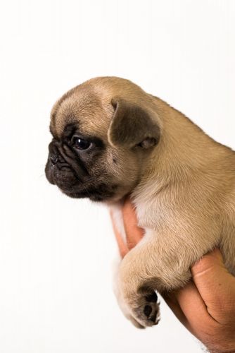 Blue - French bulldog for sale