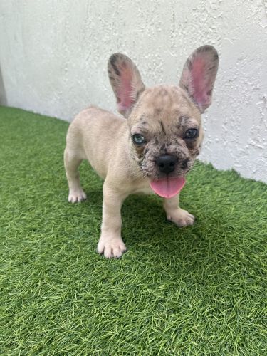 Male Merle French Bulldogs