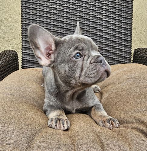 French Bulldog AKC Certified Lilac Isabella