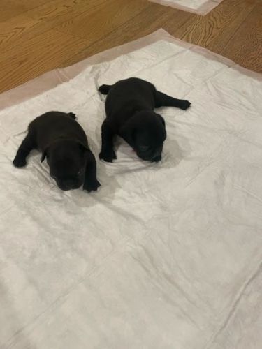 Black french bulldog puppy AKC certified
