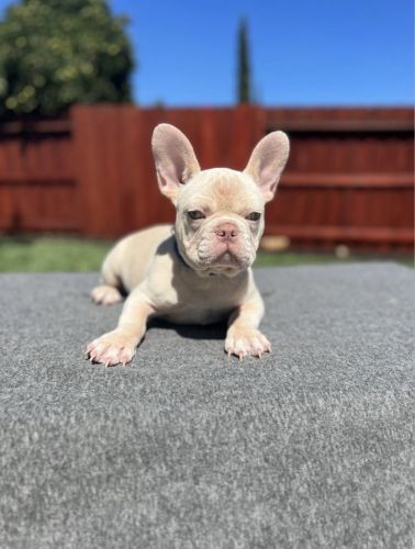 French Bulldog - Male
