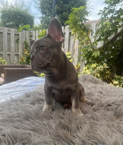 French Bulldog puppies