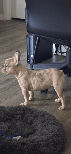 6 month Frenchie for sale