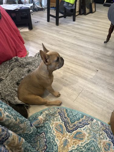 Grinchie Frenchie Bulldog