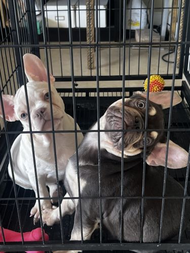 2 Adorable male Frenchies call ***
