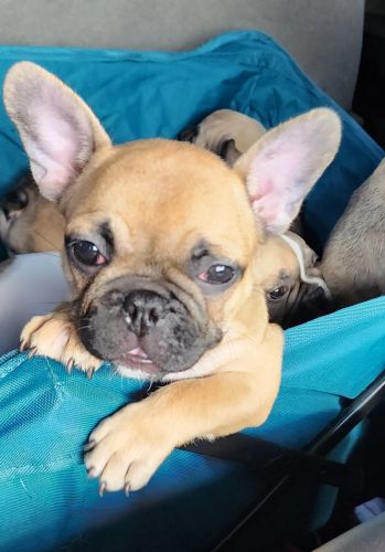 Penny is gorgeous reddish color.