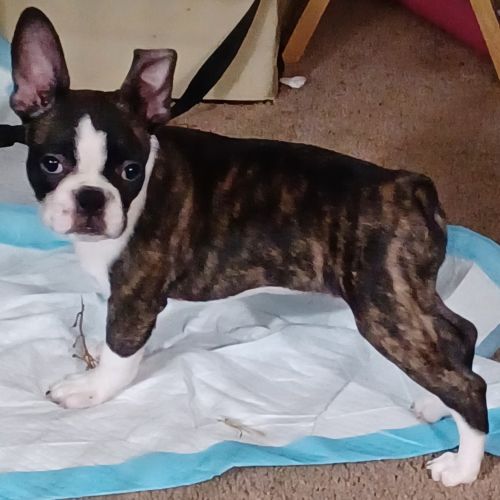 Frenchton female puppy
