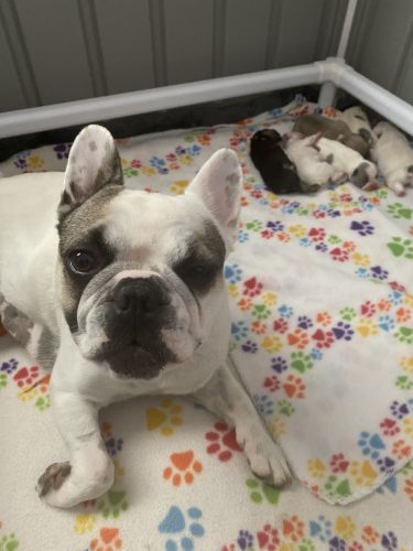 French Bulldog week of Christmas ready!