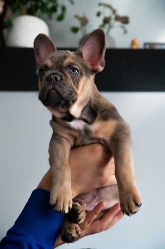 French buldog