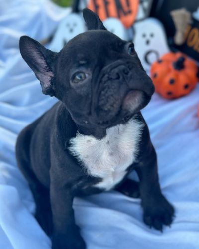 French bulldog
