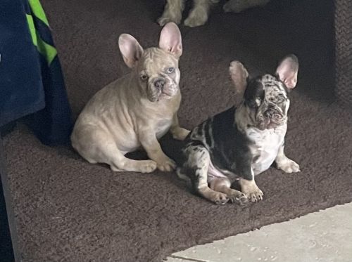 French bulldog puppies