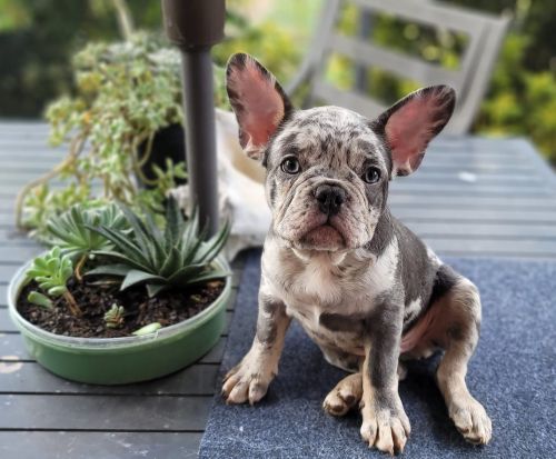 Frenchie bulldog