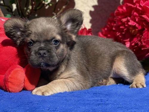 Easy Fluffy Blue Fawn Male French Bulldog puppy