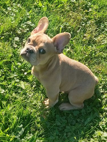 French bulldog puppies