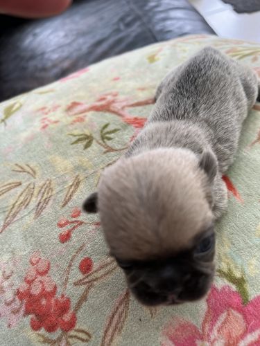 Frenchie puppies for sale
