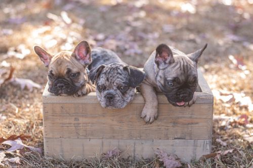 French Bulldog Litter