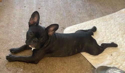 7 month old female French bulldog