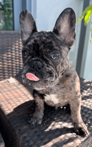Merle Frenchie