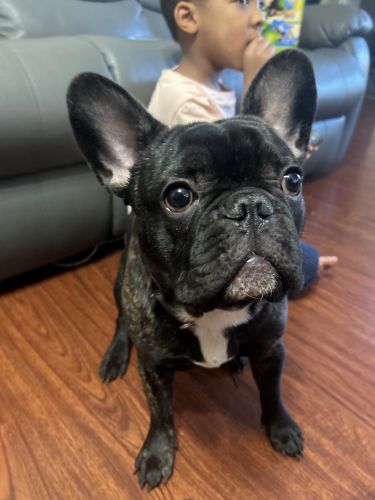 puppy looking to go to a good home