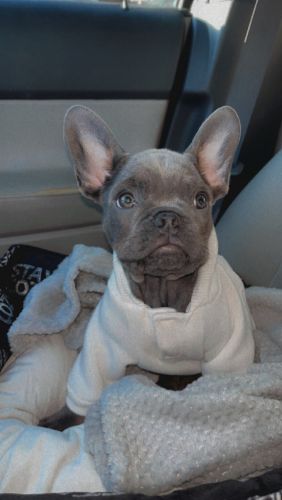 Frenchie for sale