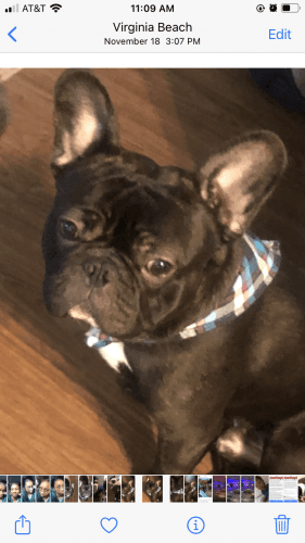 French Bull Dog Puppies