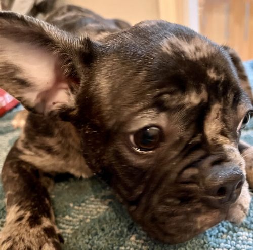MyMerleFrench Bulldogs