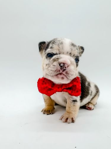 AKC Male Merle Frenchie Excellent Quality
