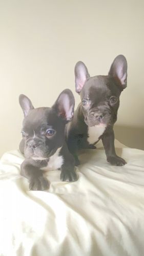 French Bulldog Puppies