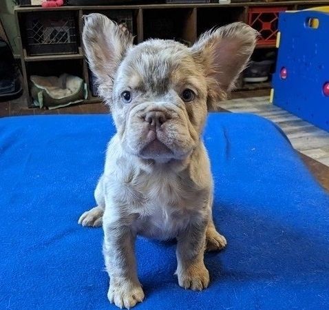 Adorable French Bulldog Puppies