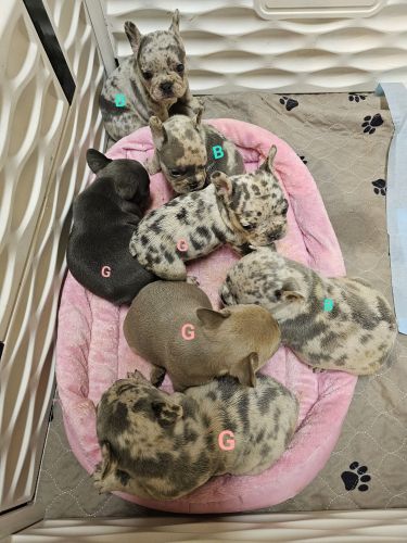 Frenchie pups big rope/ merle