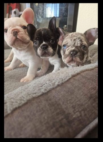 French bulldog puppies AKC