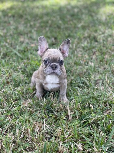 Chunky Blue French Bulldog Puppies
