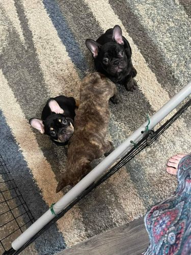 AKC French Bulldog Puppies