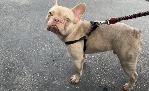 French bulldog for sale