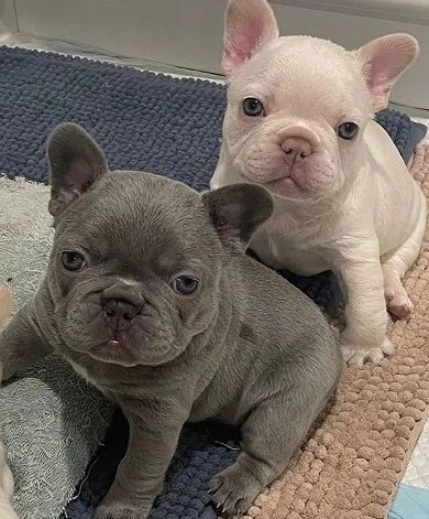 AKC French Bulldog Puppies