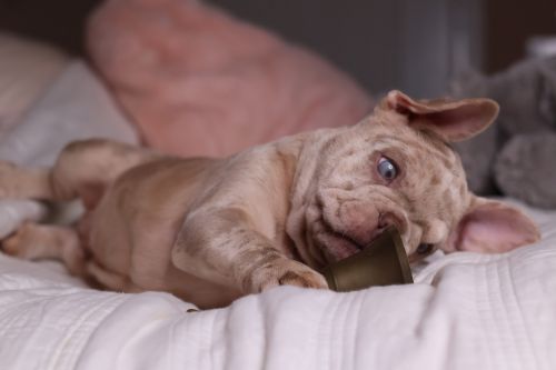 French bulldog puppy boy