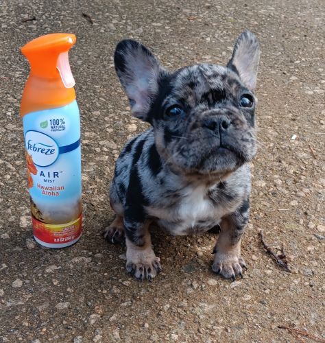 French bulldog pup