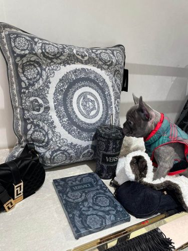 French Bulldogs Merle/New shade Isabella