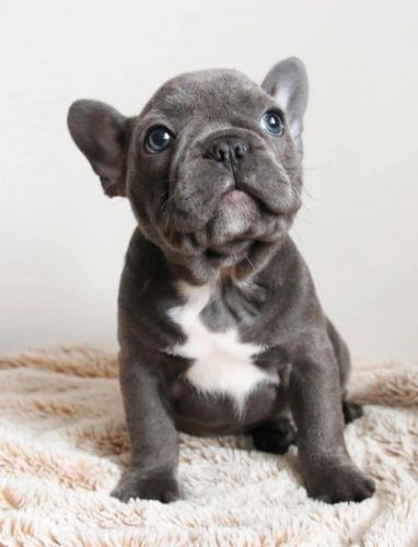 Solid Blue French Bulldog Puppies Available Now