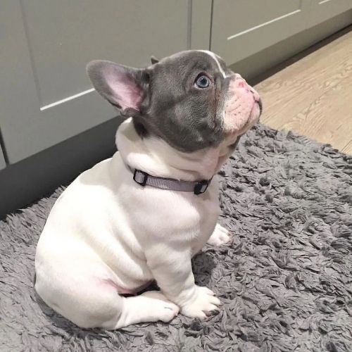 Bennie Our Male Lilac Pied French Bulldog Puppy