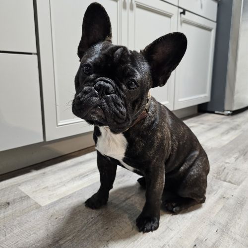 Black Brown-French Bulldog (Male)