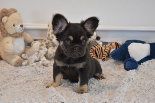 Fluffy French Bulldog Miss Kim