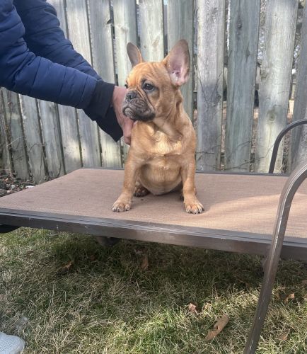 AKC French bulldog puppies