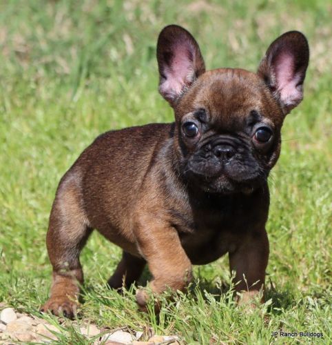 AKC French Bulldog Puppies