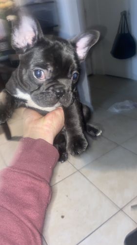 French bulldog puppy for sale
