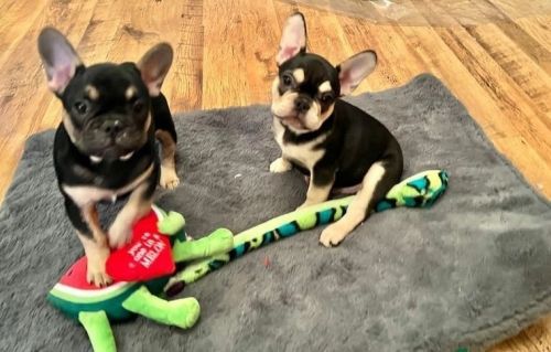 Outstanding Purebred French Bulldog Puppies