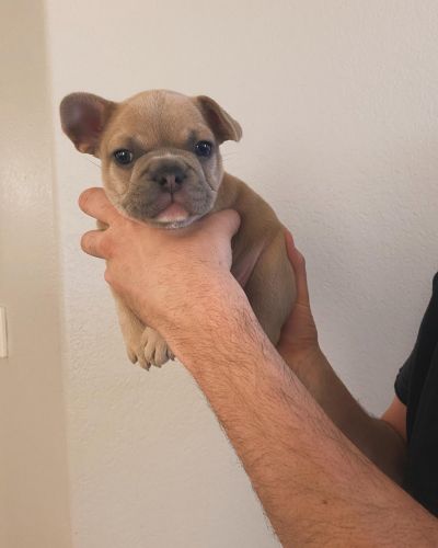 5 week old Frenchie