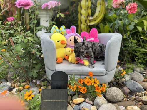 AKC Merle French Bulldogs